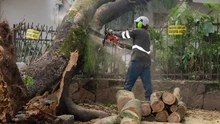 Alcaldía de Cali retiró con rapidez árbol que cayó sobre una vivienda en el oeste de Cali 