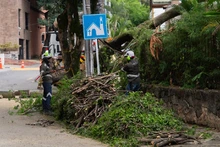 Alcaldía de Cali retiró con rapidez árbol que cayó sobre una vivienda en el oeste de Cali 