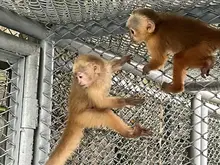 Dos monos que fueron rescatados del tráfico ilegal se recuperan en el Hogar de Paso del Dagma