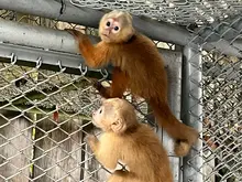 Dos monos que fueron rescatados del tráfico ilegal se recuperan en el Hogar de Paso del Dagma