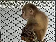 Dos monos que fueron rescatados del tráfico ilegal se recuperan en el Hogar de Paso del Dagma