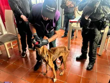Laika, Chocolate y Negrita: tres vidas rescatadas nos recuerdan que recuperar a Cali también es proteger a quienes no tienen voz