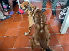 Laika, Chocolate y Negrita: tres vidas rescatadas nos recuerdan que recuperar a Cali también es proteger a quienes no tienen voz