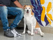 Lluvias en Cali: ¿sabías que tu mascota se puede enfermar por mojarse? Esto dicen los expertos