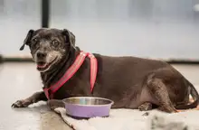 Lluvias en Cali: ¿sabías que tu mascota se puede enfermar por mojarse? Esto dicen los expertos