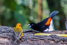 Cali se sigue consolidando como paraíso mundial de avistamiento de aves