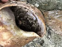 Alcaldía de Cali avanza en la recuperación de parques y zonas verdes  afectadas por la invasión de caracol africano