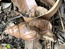 Alcaldía de Cali avanza en la recuperación de parques y zonas verdes  afectadas por la invasión de caracol africano