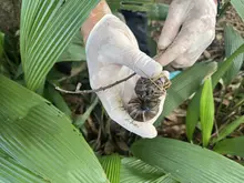 Alcaldía de Cali avanza en la recuperación de parques y zonas verdes  afectadas por la invasión de caracol africano