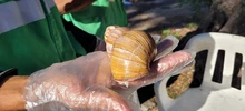 Alcaldía de Cali avanza en la recuperación de parques y zonas verdes  afectadas por la invasión de caracol africano