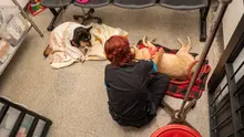 ¿Tu mascota está en una urgencia? Así funciona la atención 24/7  del Centro de Bienestar Animal de Cali