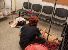 ¿Tu mascota está en una urgencia? Así funciona la atención 24/7  del Centro de Bienestar Animal de Cali