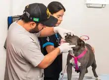 ¿Tu mascota está en una urgencia? Así funciona la atención 24/7  del Centro de Bienestar Animal de Cali