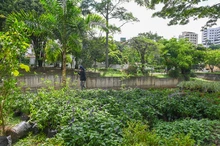 120 jardines embellecen las riberas del río Cali