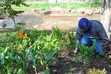 120 jardines embellecen las riberas del río Cali