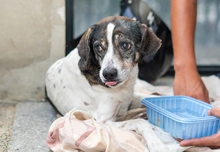 Alcaldía de Cali hace llamado urgente por la salud de nuestras mascotas: esteriliza, cuídalos y sálvales la vida
