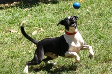 Subcategorías de Halloween con responsabilidad: Alcaldía de Cali entrega recomendaciones para proteger a las mascotas el 31 de octubre