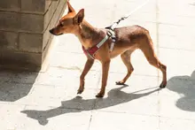 Subcategorías de Halloween con responsabilidad: Alcaldía de Cali entrega recomendaciones para proteger a las mascotas el 31 de octubre