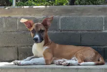 Subcategorías de Halloween con responsabilidad: Alcaldía de Cali entrega recomendaciones para proteger a las mascotas el 31 de octubre