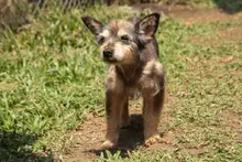 Subcategorías de Halloween con responsabilidad: Alcaldía de Cali entrega recomendaciones para proteger a las mascotas el 31 de octubre