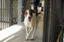 Subcategorías de Halloween con responsabilidad: Alcaldía de Cali entrega recomendaciones para proteger a las mascotas el 31 de octubre
