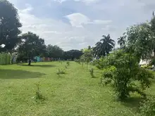 Concertación y preservación: premisas de la Alcaldía de Cali con los árboles de la calle 25