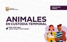 Animales Custodia Temporal