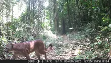 Cali, la primera ciudad capital en Colombia que transforma la preservación de su biodiversidad con inteligencia artificial