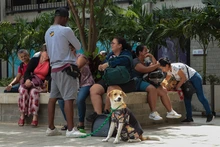 El Centro de Bienestar Animal revela las cinco enfermedades más frecuentes en las mascotas caleñas