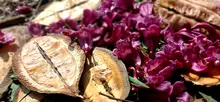 Dagma desarrolla proceso que aumentará el número de la especie gualanday vino-tinto: una esperanza de color para Cali