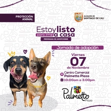 Jornada de Adopción viernes 07 de noviembre de 2025
