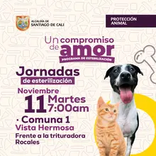 Jornada de esterilización martes 11 de noviembre de 2025 