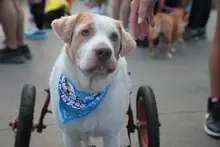 Cali caminó por la paz junto a sus peluditos: una jornada de amor, deporte y conciencia animal