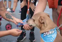 Cali caminó por la paz junto a sus peluditos: una jornada de amor, deporte y conciencia animal