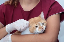 Alcaldía de Cali invita a cuidar con amor a los ‘peluditos’ que llegan a la vejez