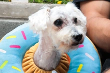Alcaldía de Cali invita a cuidar con amor a los ‘peluditos’ que llegan a la vejez