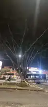 Avanza investigación por desgajamiento de rama de árbol que  afectó a un ciudadano