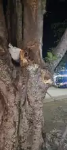 Avanza investigación por desgajamiento de rama de árbol que  afectó a un ciudadano