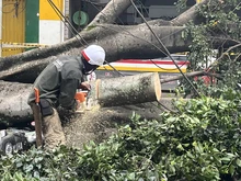 Avanza investigación por desgajamiento de rama de árbol que  afectó a un ciudadano