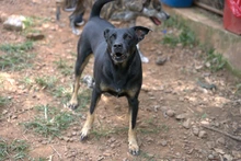 Centro de Bienestar Animal de Cali promueve empatía y educación para entender a los perros con ladridos excesivos