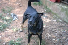 Centro de Bienestar Animal de Cali promueve empatía y educación para entender a los perros con ladridos excesivos