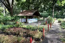 Con producción agroecológica y soluciones basadas en la naturaleza, Alcaldía impulsa el reverdecimiento de Cali