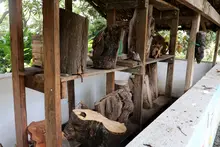 Con producción agroecológica y soluciones basadas en la naturaleza, Alcaldía impulsa el reverdecimiento de Cali