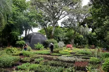 Con producción agroecológica y soluciones basadas en la naturaleza, Alcaldía impulsa el reverdecimiento de Cali