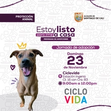 Jornada de adopción domingo 23 de noviembre de 2025 