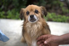 Cali refuerza medidas para proteger a los animales de compañía ante inminente temporada de pólvora