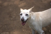 Cali refuerza medidas para proteger a los animales de compañía ante inminente temporada de pólvora