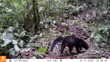 Pumas, venados y otras especies captadas en las cámaras 