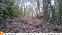 Pumas, venados y otras especies captadas en las cámaras 