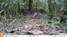 Pumas, venados y otras especies captadas en las cámaras 